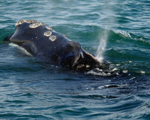 One of the world's rarest whales that makes the Atlantic its home grows in population
