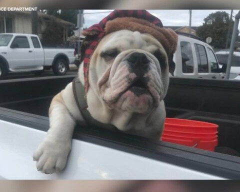Man's bulldog taken at knifepoint while on walk; police offering $500 reward