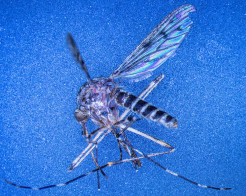 Iceland just found its first mosquitoes