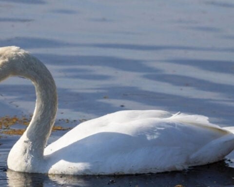 Invasive Mute Swan added to list of non-game birds that can be taken in California