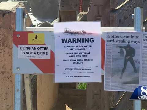 Surfboard pirating sea otter in Santa Cruz prompts 'aggressive sea otter' signs