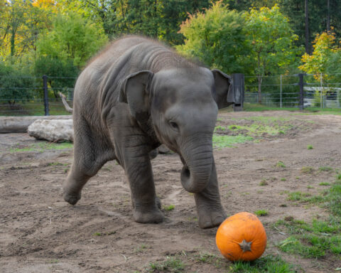 An elephant family smashed pumpkins at the Oregon Zoo. But this baby just wanted to play ball