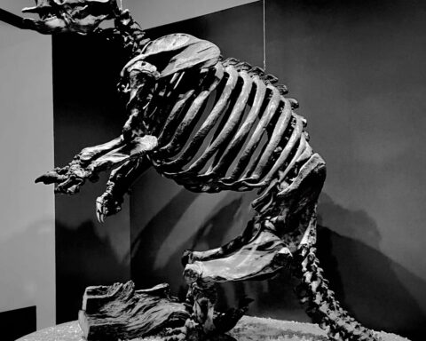 Giant ground sloths’ fossilized teeth reveal their unique roles in the prehistoric ecosystem