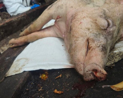 Taiwan reports its first case of African swine fever and culls scores of pigs