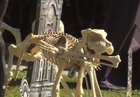 Video: Salinas homeowner’s Halloween decorations repeatedly punched by jogger