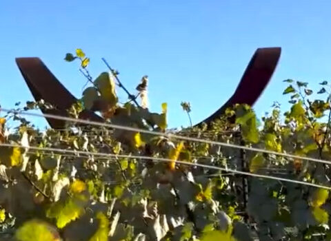 Sacramento Kings star Domantas Sabonis turns love of wine into business venture