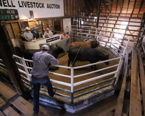 Trump calls for cheaper cattle, more grazing lands in effort to trim beef prices