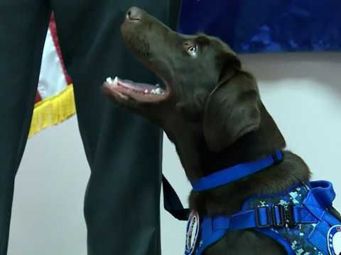 Handler charged in death of Maine comfort dog Baxter resigns from his state job
