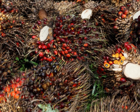Fear grips Indonesian palm oil industry as military seizes plantations 