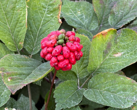 China trade spat threatens Wisconsin's 'Napa Valley' of ginseng 