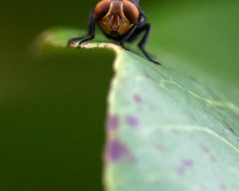 Mexico hopes to eradicate screwworm with new sterile fly plant