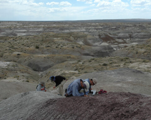 Dinosaurs were thriving in North America before the mass-extinction asteroid strike, study suggests