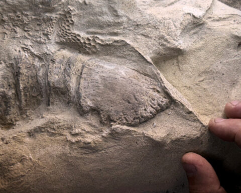 Rare dinosaur mummies help scientists recreate their prehistoric lives