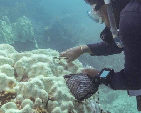 Critical Florida corals now ‘functionally extinct’ due to off-the-charts ocean temperatures
