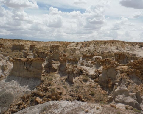 Rare look at the last days of the dinosaurs shows they were thriving, scientists say