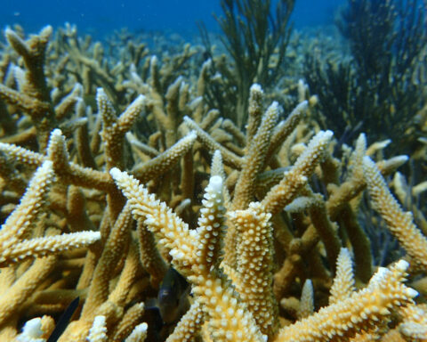 2 iconic coral species are now functionally extinct off Florida, study finds – we witnessed the reef’s bleaching and devastation