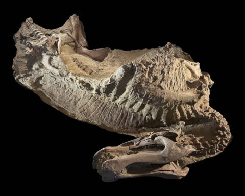 66 million-year-old dinosaur ‘mummy’ skin was actually a perfect clay mask