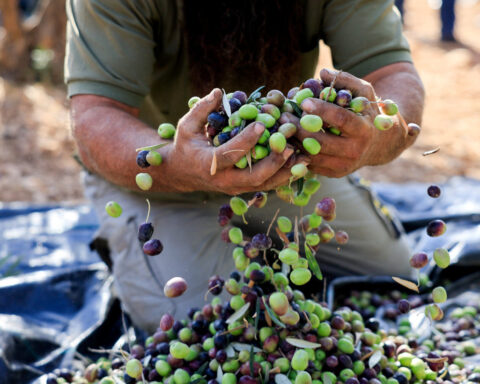 West Bank farmers gather precious olives as harvest season brings new settler attacks