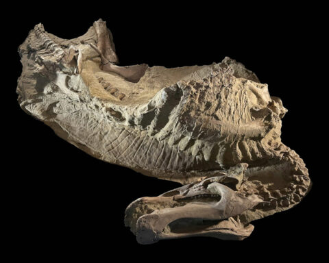 Dinosaur ‘mummies’ help scientists visualize the fleshy details of these ancient animals