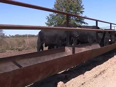 Missouri, Kansas ranchers react to President Trump’s potential Argentina beef deal