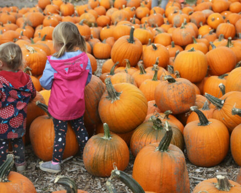 Pumpkins’ journey from ancient food staple to spicy fall obsession spans thousands of years