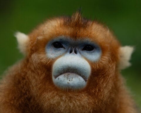 China's rare golden monkeys debut at European zoos, a possible successor to 'panda diplomacy'