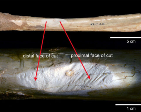 New research upends theory that Indigenous Australians hunted large animals to extinction