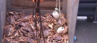 Bay Area restaurants, fishermen adjust as commercial Dungeness crabbing season pushed back