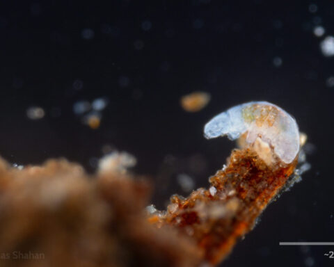 Water bears survive cosmic radiation with one DNA-protecting protein – learning how could boost human resilience, too