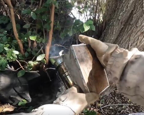 Experts warn that 'killer bees' are becoming more common in Coastal Bend