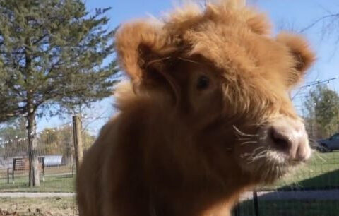 Mini cows bring big mental health benefits to Michigan communities