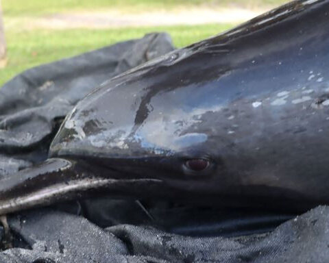 2 dolphins die, 2 rescued after stranding near Lake Worth Pier