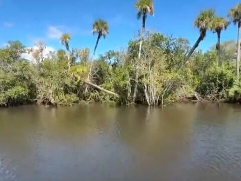 Rescuers save missing woman stuck in mangroves