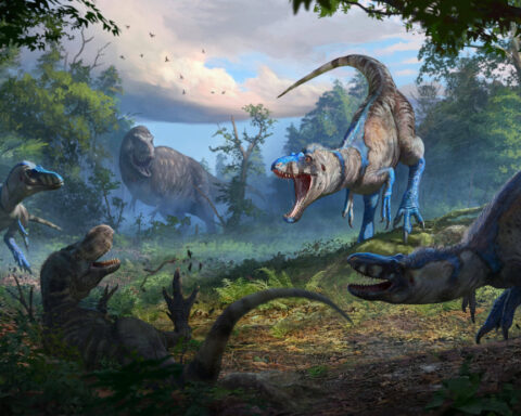 Young T. rex or a new dinosaur? New bones add to the debate