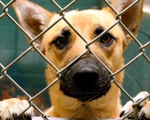 Pet hotel safety alert: Wag Hotels pays $150K for neglect