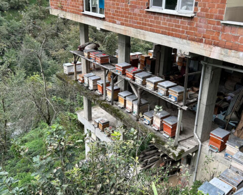 This rare ‘mad honey’ is only found in two places in the world. It’s strong enough to fell bears and soldiers