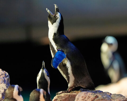 Much like a nursing home, penguins at a Boston aquarium can age with dignity