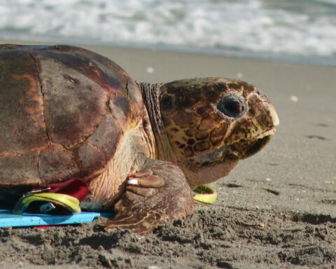 Endangered loggerhead sea turtle released to Atlantic Ocean from Florida beach