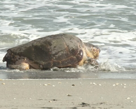 'Swim Shady' released back home for the holidays after getting struck by boat