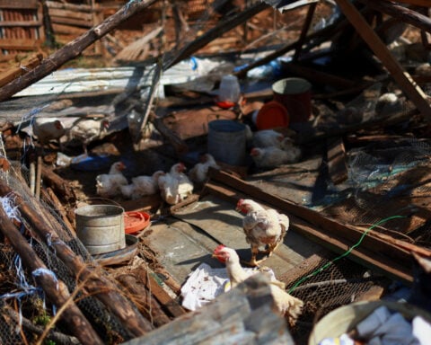 Jamaica sees 30% GDP hit from Hurricane Melissa, at least 75 dead in Caribbean