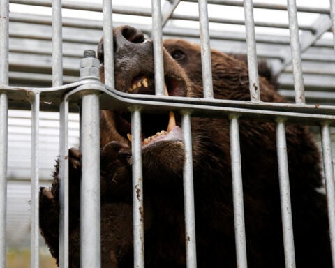 Japan dispatches troops to help combat deadly wave of bear attacks