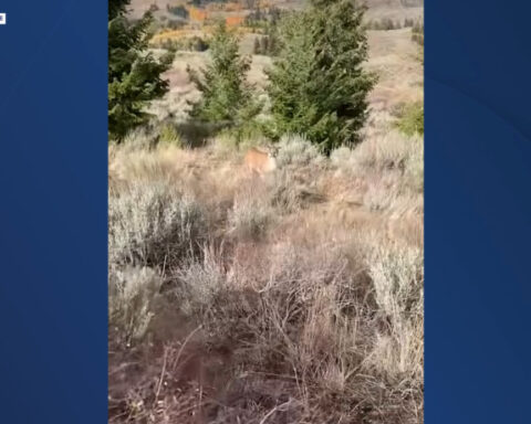 Fish & Game official records tense face off with mountain lion