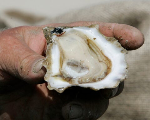 Florida to reopen bay nationally known for its oysters