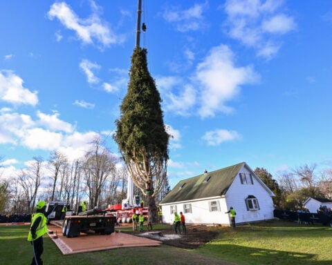 Rockefeller Christmas tree is harvested from upstate New York and begins trek to Manhattan