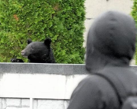 Facing a spike in deadly bear attacks, Japan turns to the military and drones that bark