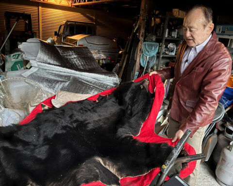 The roar that haunts him: Japanese bear attack survivor calls for ruthless response