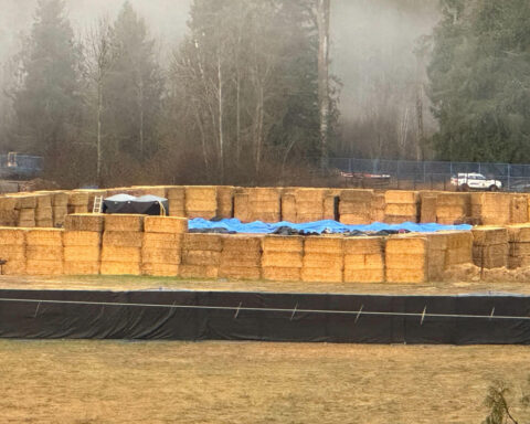 Canadian federal agency says cull over, all ostriches shot dead at British Columbia farm