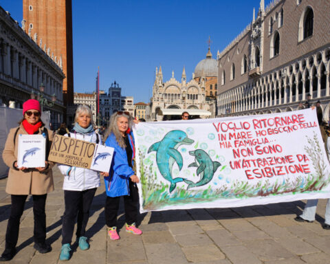 'Mimmo' the dolphin delights Venice tourists, worries experts