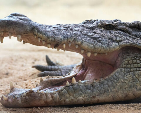 Why do people have baby teeth and adult teeth?