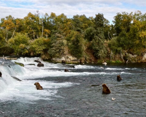 Alaska sued over aerial hunting of bears to protect caribou